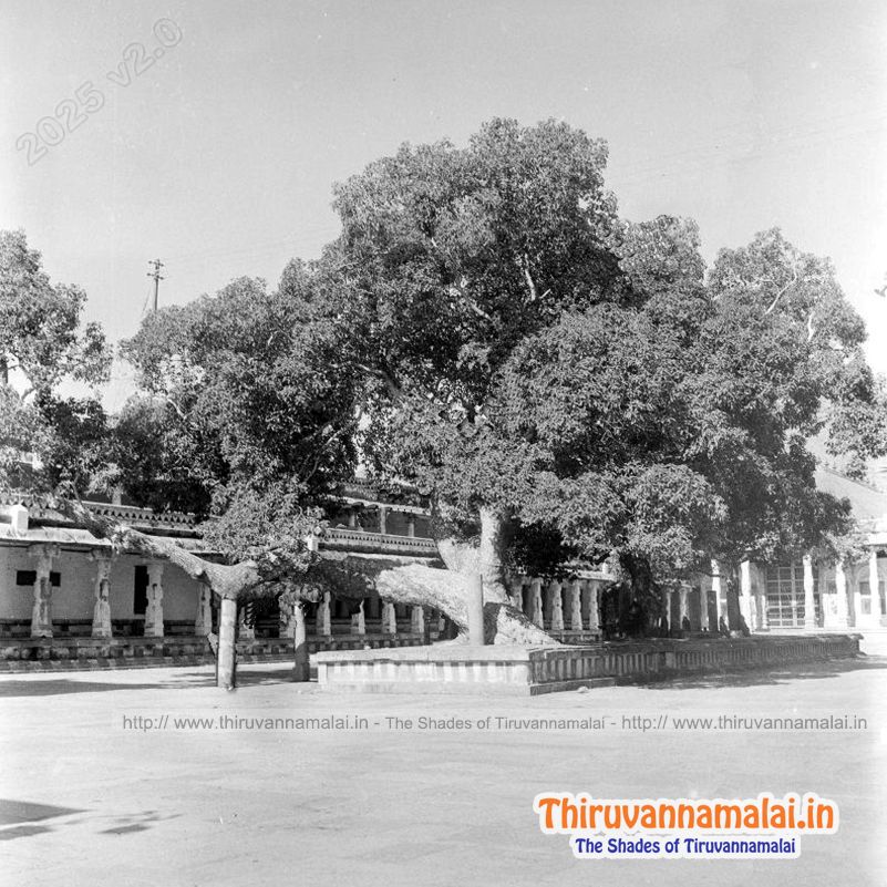 anicient photos of tiruvannamalai temple
